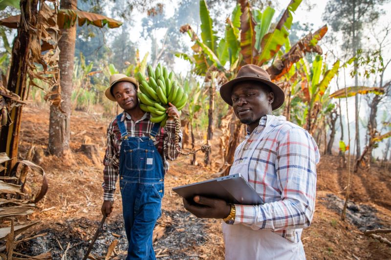 Banana Field 800x533